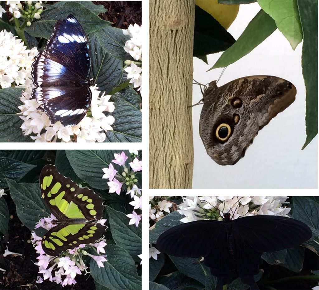 Schmetterlinge, Schmetterlinge, Schmetterlinge - allüberall.