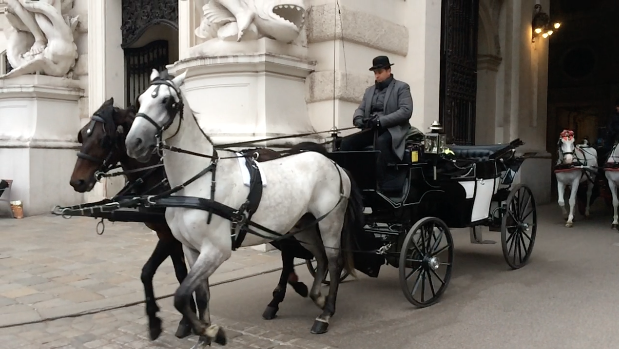Die Fiaker, Wiens berühmte Pferdekutschen. Dieser hier fährt allerdings um die Hofburg, bis zum Friedhof kommen wir leider nicht.