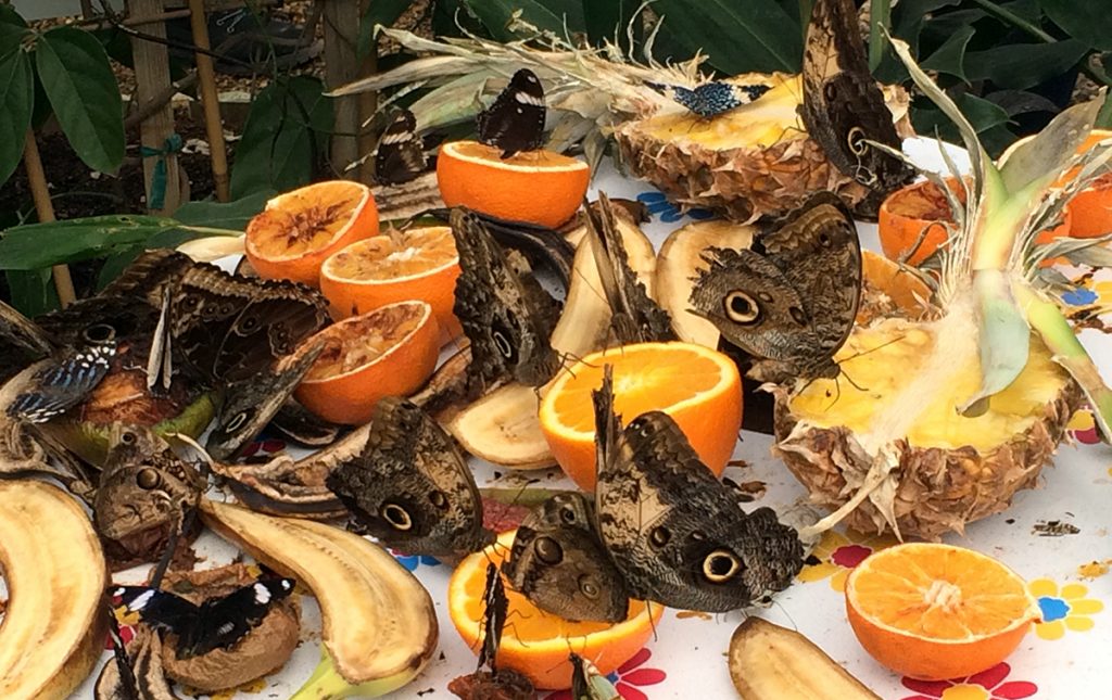 'Food Stations', Tische mit aufgeschnittenem, süßem Obst, das die Schmetterlinge magisch in Scharen anzieht - ein Festmahl!