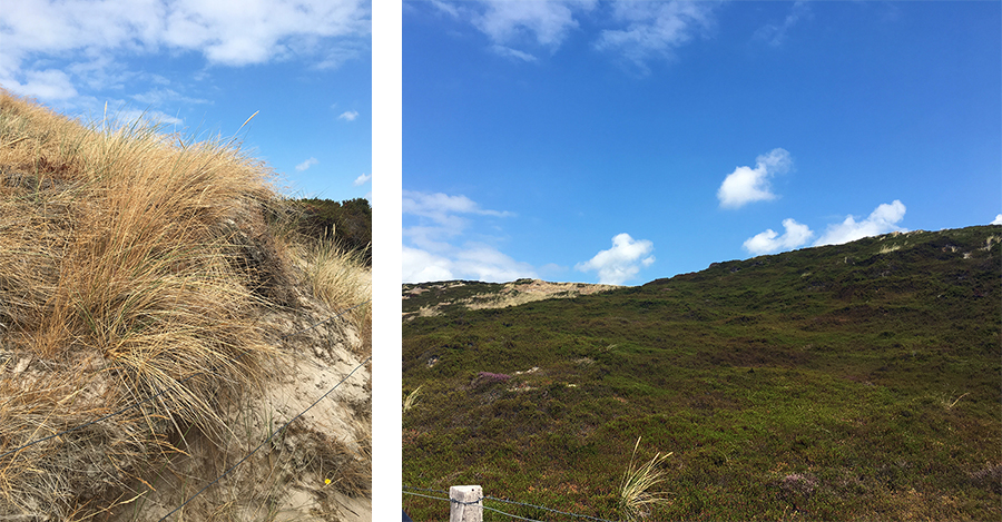 Typischer Strandhafer und bewachsene Dünen.