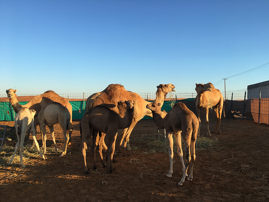 Oooooh, Baby-Kamele! Und die sind auch schon voll groß.