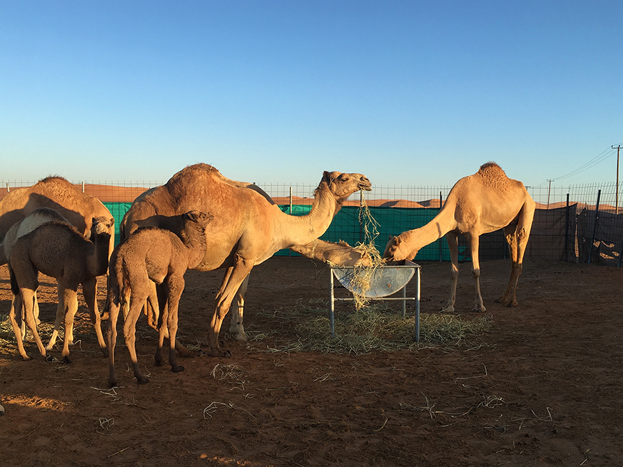 Endlich Frühstück! Die frischgebackenen Kamel-Mütter haben schließlich Hunger!