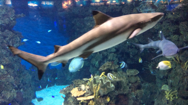 Haien ganz nah kommen im 'L'Aquarium', dem meereskundlichen Museum von Barcelona