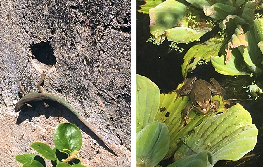 Bei so viel Natur fühlen sich natürlich auch tierische Bewohner wohl. Wir sehen unzählige Eidechsen, die sich sonnen, und, bei genauem Hinsehen, auch ein paar gut getarnte Frösche, die man ansonsten eher hört.