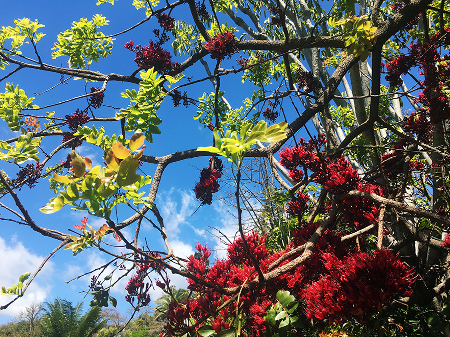 So schön ist das hier! Blumen, Blüten und Bäume...