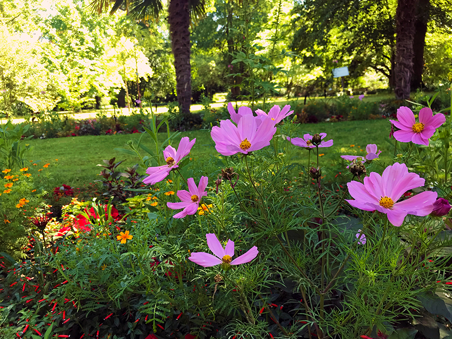 ... überall in der Flora, dem Botanischen Garten von Köln.