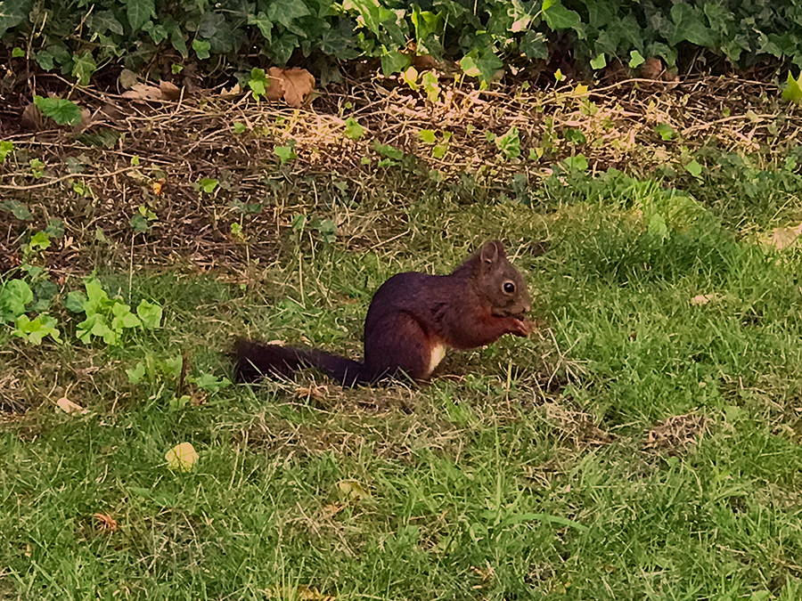 Die Tiere hier sind Besucher gewöhnt und gar nicht scheu - so wie dieses Eichhörnchen, was ganz die Ruhe weg hat.