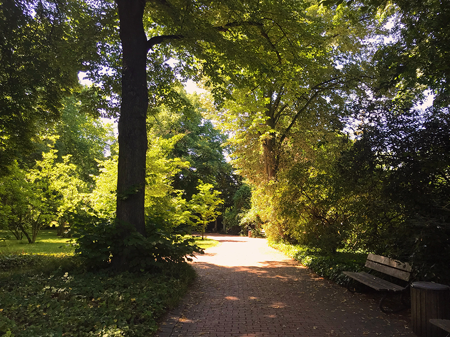 Idyllischer Weg unter Blätterdächern der Bäumen her: Das ist der Nordeingang zum Botanischen Garten der Flora in Köln.