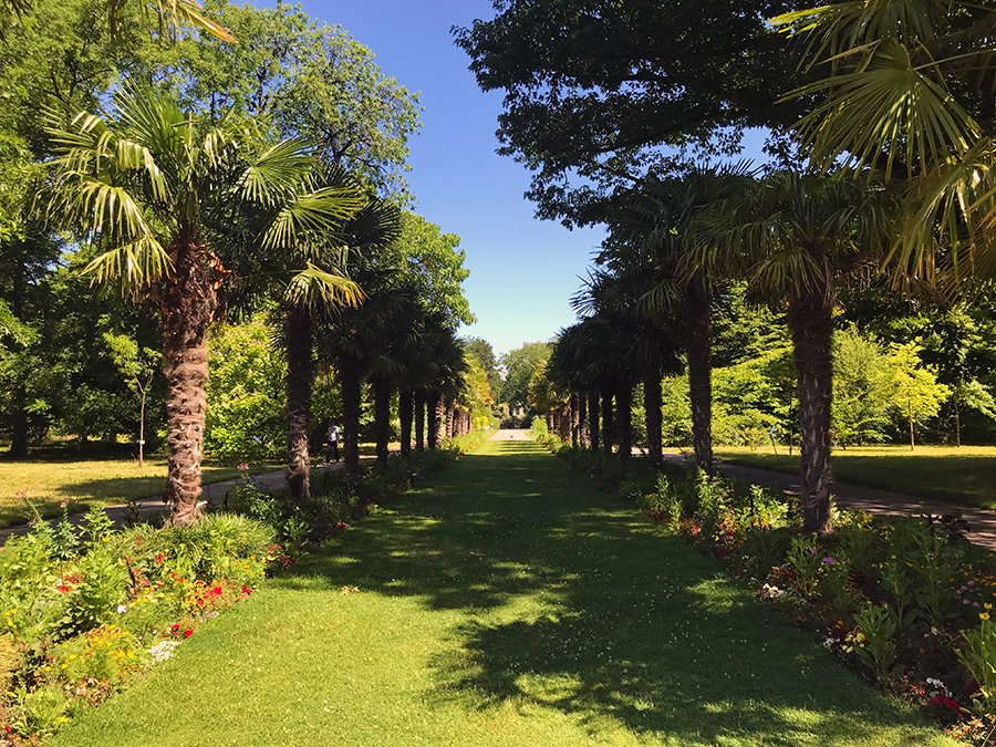 Eine ganze Allee aus Palmen im Botanischen Garten in Köln.