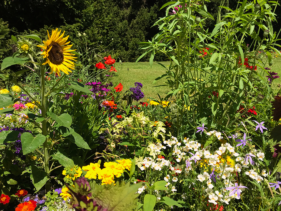 So viele wunderschöne Blumen...