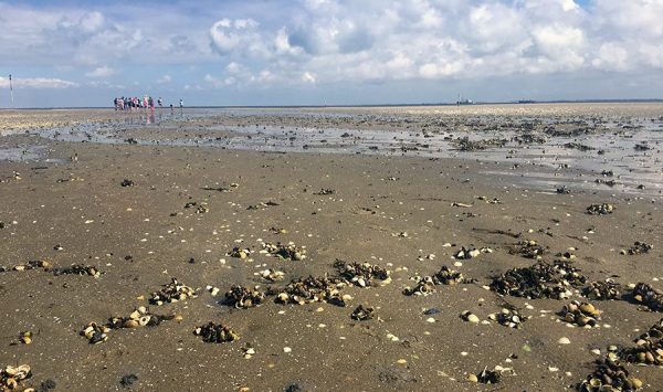 Der Klassiker eines Nordseeurlaubs: Eine Wanderung durchs Watt.