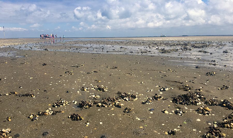 Der Klassiker eines Nordseeurlaubs: Eine Wanderung durchs Watt.