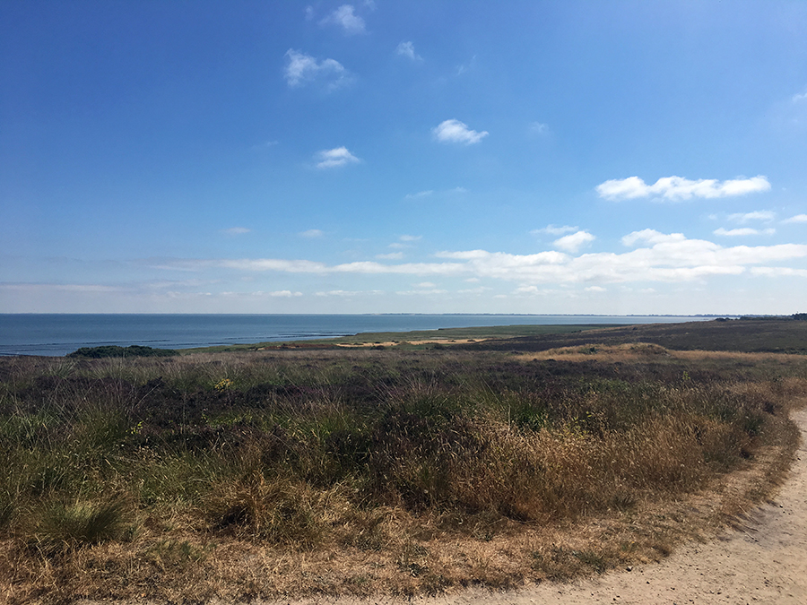 Da ist sie, die Braderuper Heidelandschaft, und im Hintergrund das Wattenmeer.