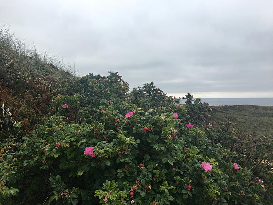 Die Heckenrosen, ständiger Begleiter an jedem Wegesrand auf Sylt.