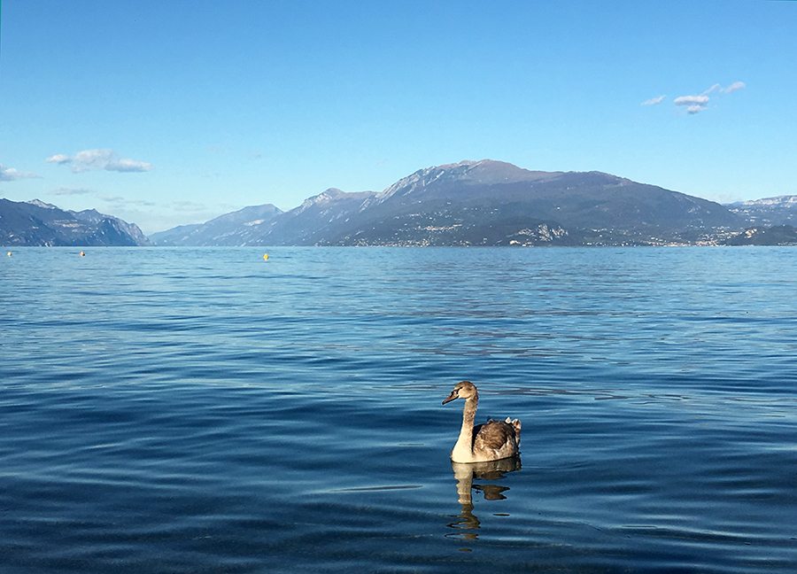 Eine einzelne Gans genießt wohl auch die Ruhe hier.