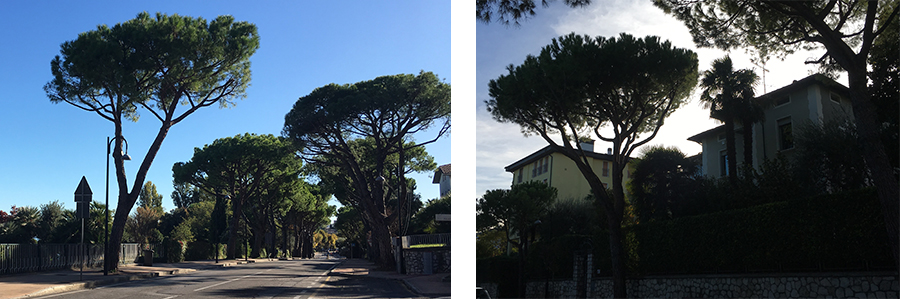 Die Gegend sieht hier ganz anders aus als Zuhause: Eine italienische Villa neben der anderen, und die Straßen gesäumt von Kiefern.