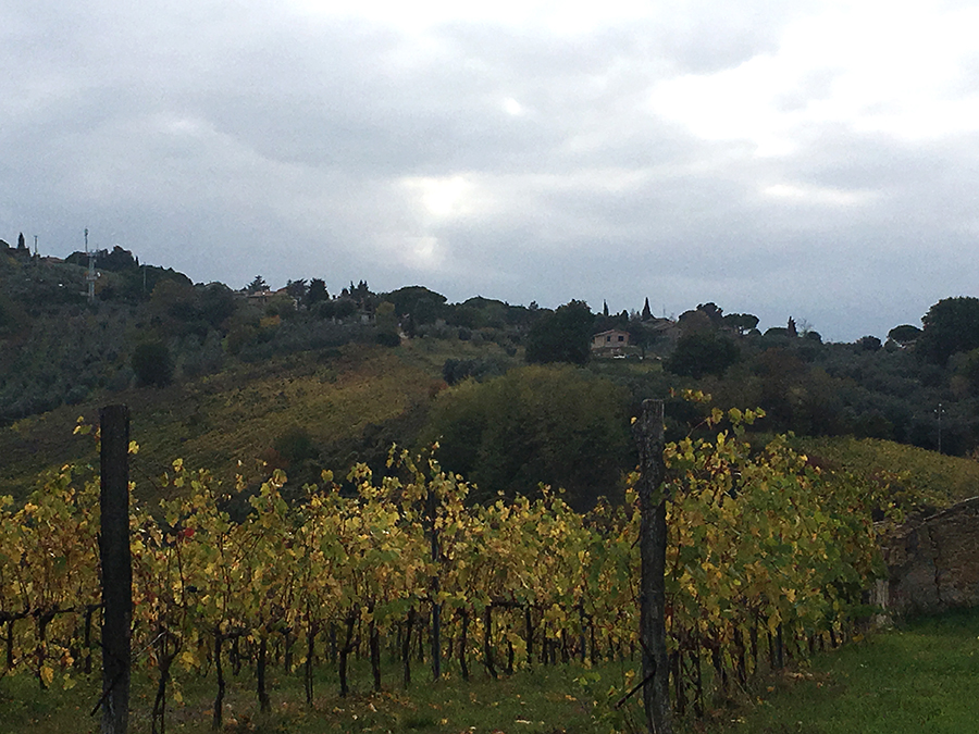 Weinreben vor den Hügeln der Toskana.