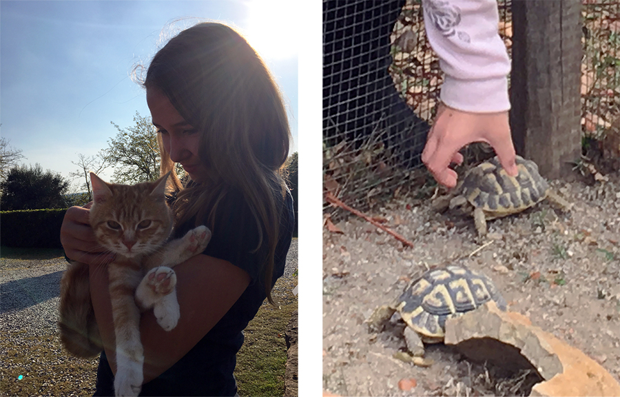 Hier werden Katzen geknuddelt, und Schildkröten auch.