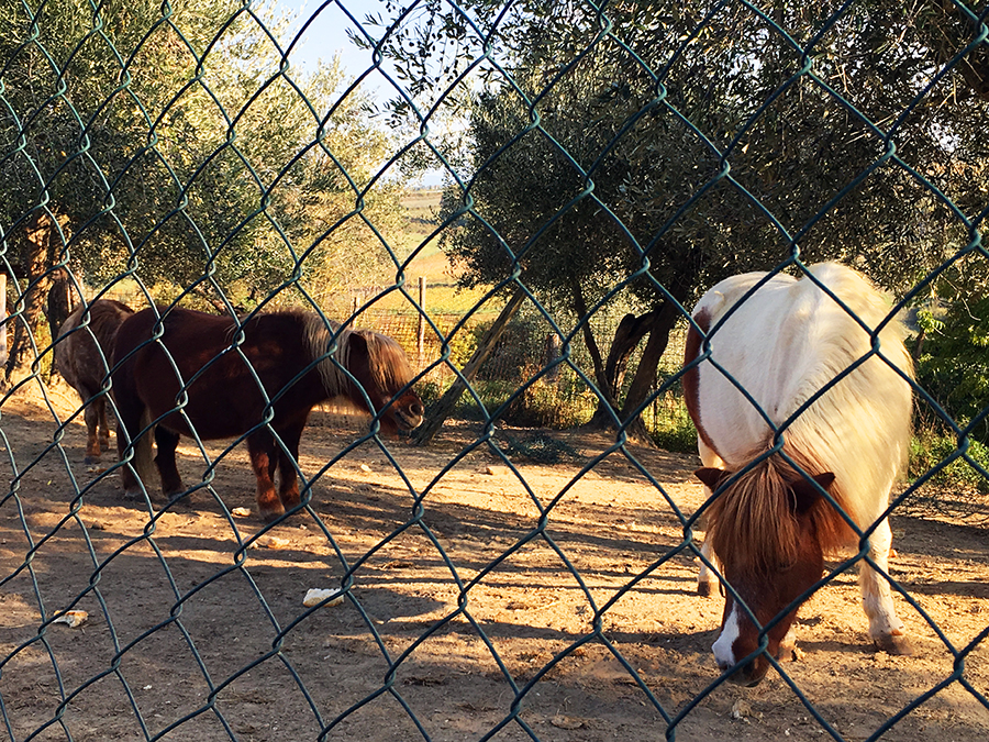 Die süßen, kleinen Ponys müssen gefüttert werden...