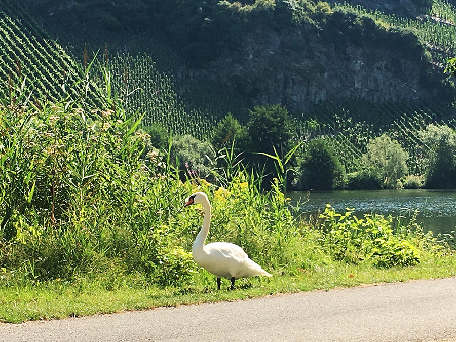 Schwäne, wie schön! Vorsichtig fahren wir drumherum.