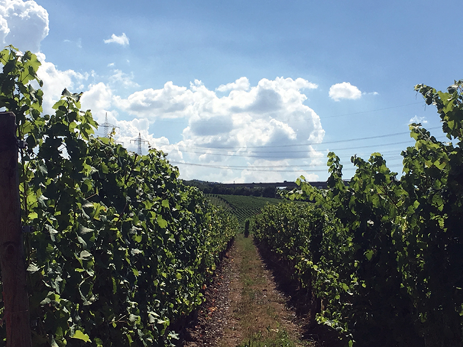 Ja, hier regiert der Wein - Rebstöcke, wohin man auch schaut.