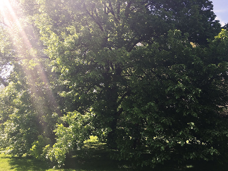 Was für ein Baum! Ein krönender Abschluss auf unserem Weg zurück zum Parkplatz.