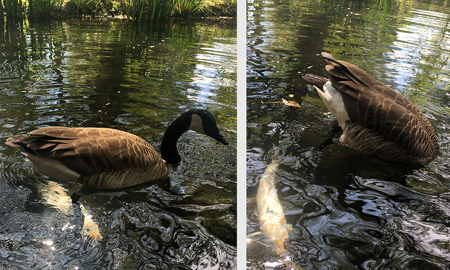 Ob sich die Enten wundern, warum die Fische nie Luft holen? Und ob sich die Fische fragen, was die Enten da an der Wasseroberfläche machen?