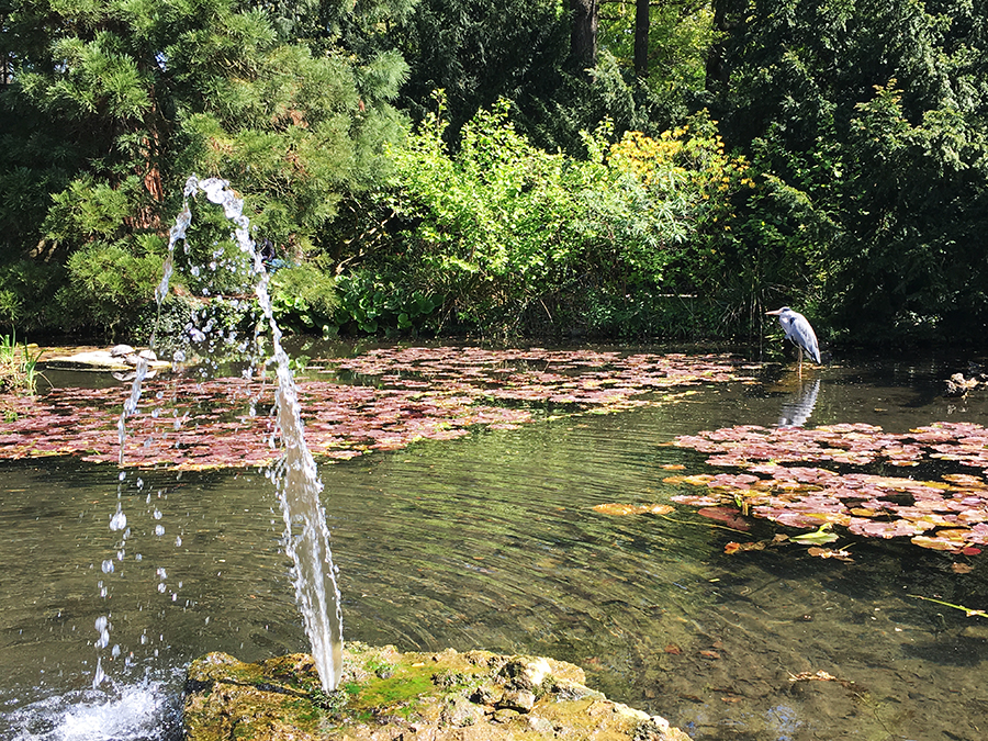 Eine Wasserfontäne, unzählige Seerosenblätter und nicht zuletzt ein erhabener Fischreiher - wow!