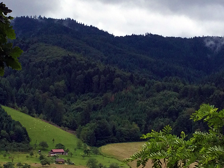 Hohe Tannen, stille Täler, grüne Wiesen und viel Natur, das ist der Schwarzwald!