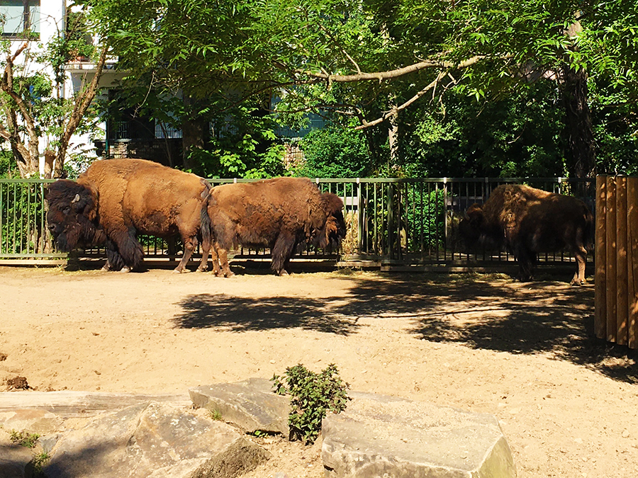 Nordamerikanische Bisons sind schon unglaublich beeindruckend! Was für Kolosse!