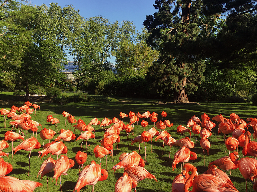 Als nächstes kommen die Flamingos...