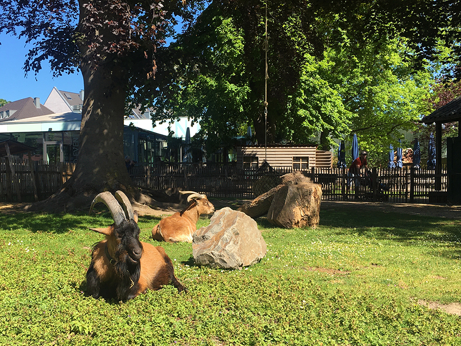 Auch Hennes IX., das Maskottchen des 1. FC Köln, wohnt hier.