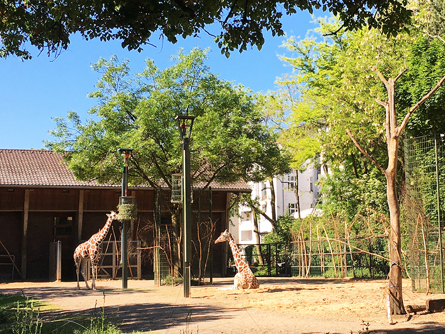 Immer faszinierend: Die grazilen Giraffen.