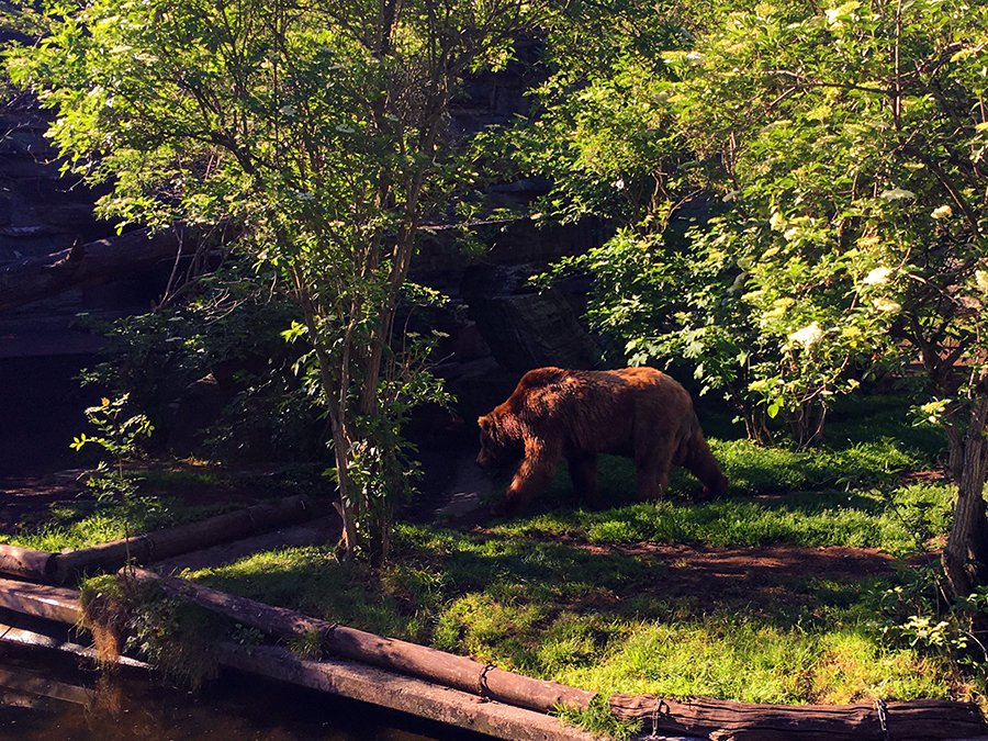 ...und auch einen kurzen Blick auf den Grizzlybären können wir erhaschen.