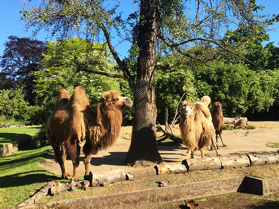 Den Anfang machen immer die Kamele, genauer gesagt: Die Trampeltiere - so hießen sie wirklich - des Kölner Zoos.