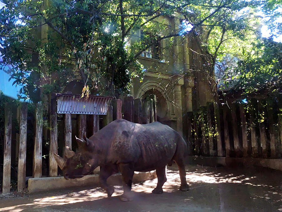 Das bekommt man nur selten vor die Linse: Das Nashorn hinter dickem Sicherheitsglas.