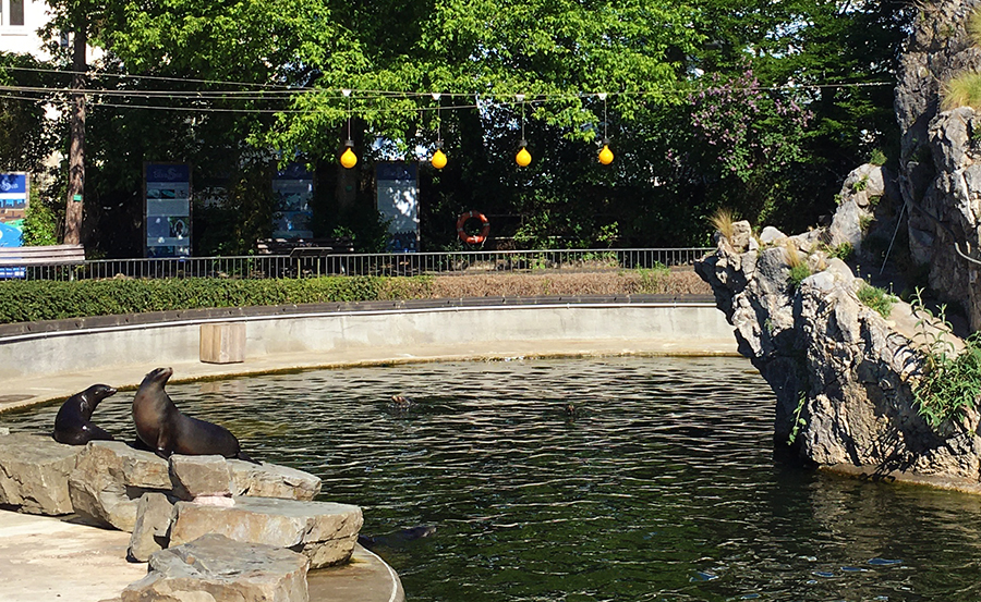 Das Seelöwenbecken des Kölner Zoos.