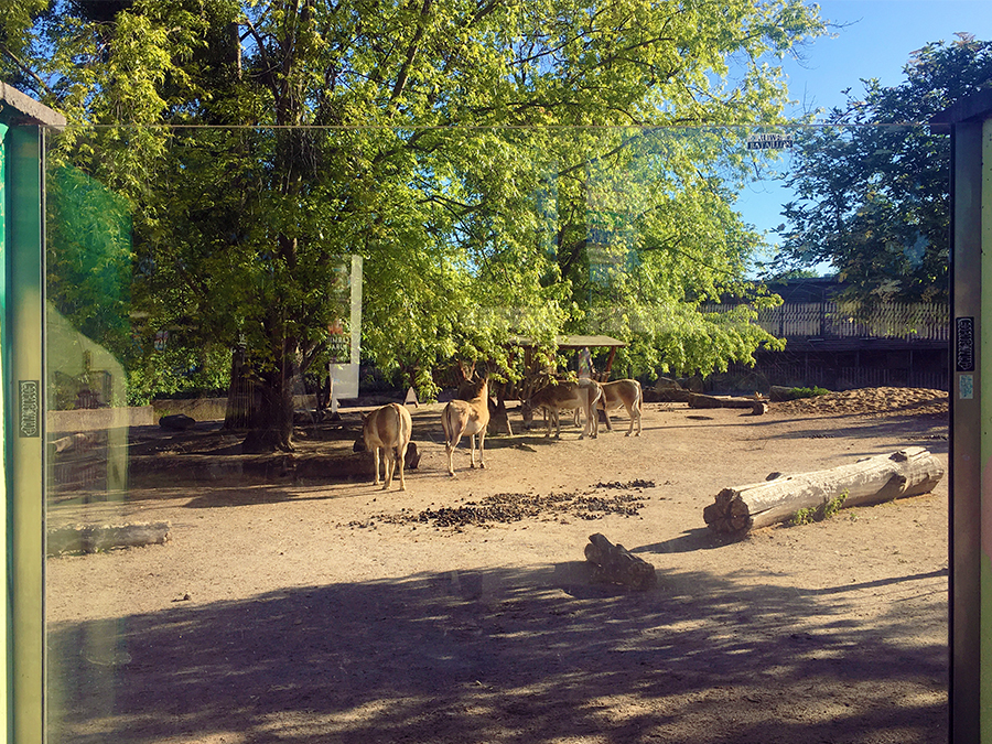 Die Wildesel frühstücken gerade.