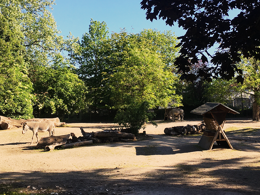 Auch immer einen Besuch wert: Die Zebras.