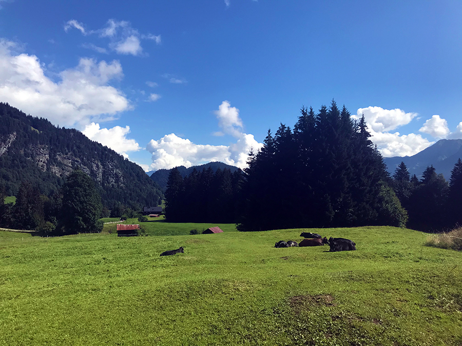 Ein paar Kühe haben wir natürlich für euch auch hierhergestellt...