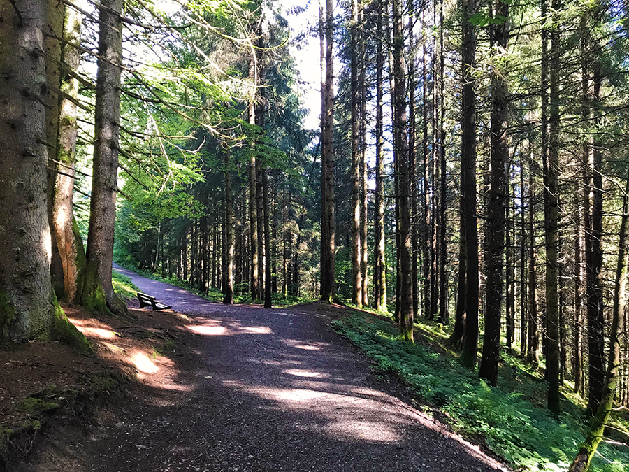 Danach geht es ein Stück lang durch ein auch wieder angenehm schattiges Waldstück, einige Bänke sind hier auch vorhanden für eine Pause.