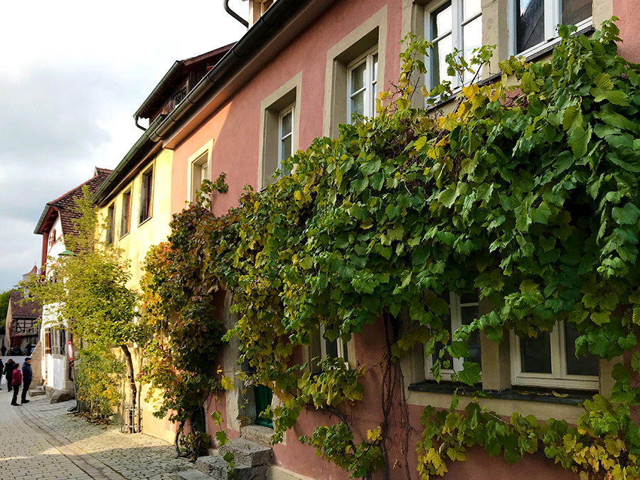 Wunderschöne Weinreben ranken sich an diesen kleinen Häuschen entlang.