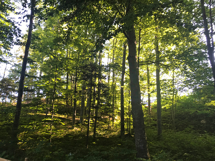 Angenehm schattig ist der Weg durch den Wald den Berg hinauf zum Schloss - so kann man die Sommersonne gut aushalten!