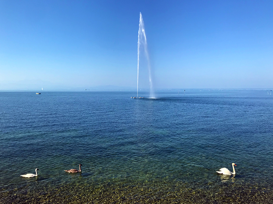 Mit Wasserfontäne und vorbeiziehenden Schwänen ist die Postkartenidylle hier am Ufer des Bodensees perfekt.