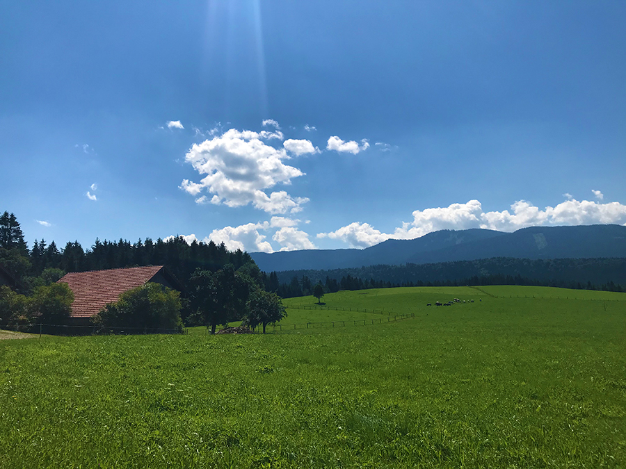 Und dann noch dieser Ausblick zum Abschluss über die Wiesen von Steingaden...