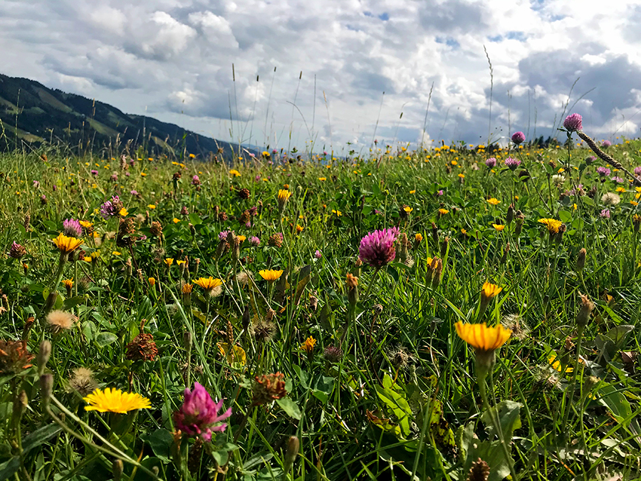 ...und noch viel mehr blühen gemeinsam auf den Bergwiesen rund um den Hündle.