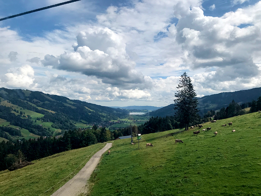 ...und auf dem Weg nach unten werfen wir einen letzten Blick hinüber zu den Kühen auf der Alm.