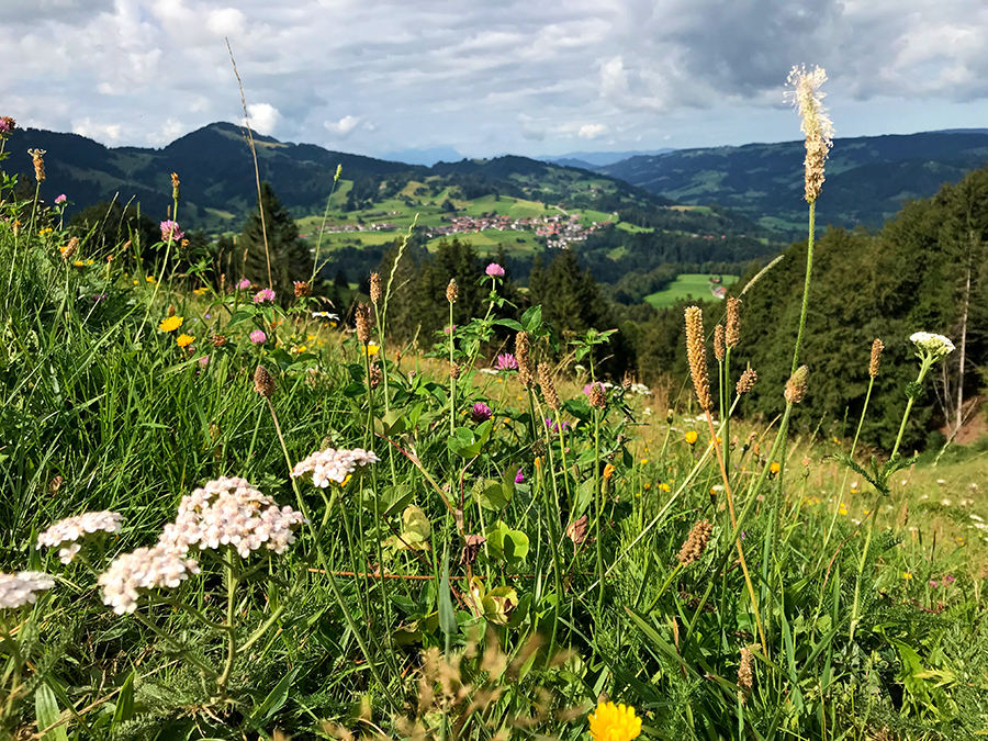 Wollweiße Schafgarbe... 