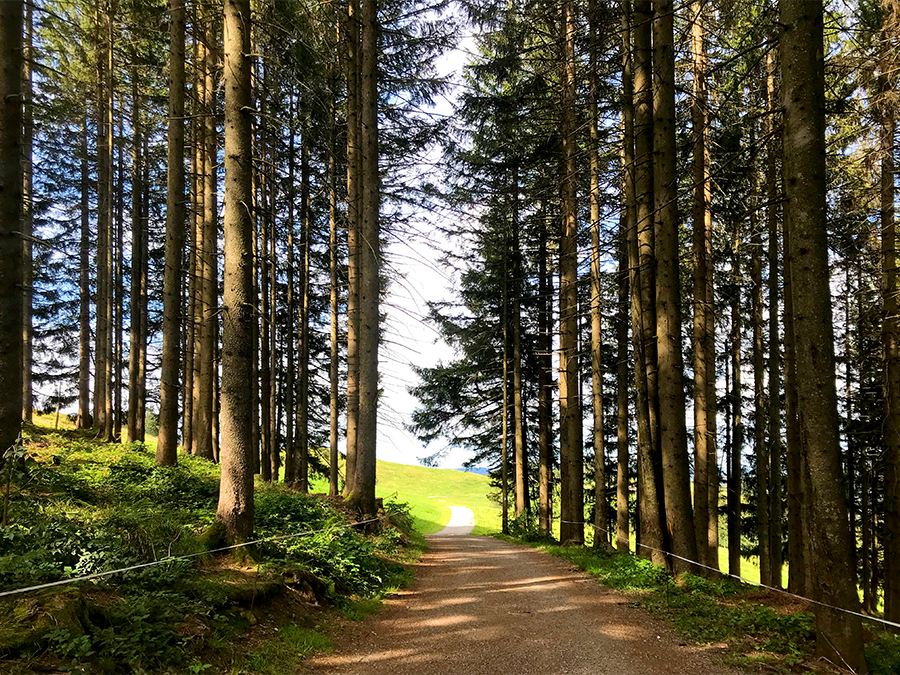 Ein Stück des Weges führt durch ein schattiges Wäldchen, aber am Ende wartet wieder die Sonne auf uns.