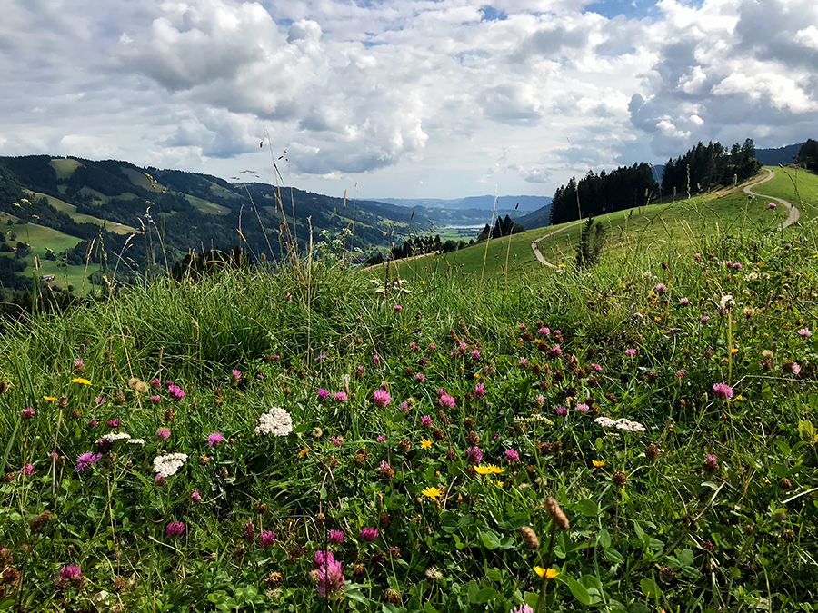 Was für ein Ausblick über die Allgäuer Alpen!